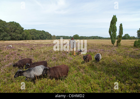 Berger avec troupeau de Heath allemand près de Wilsede, Luneburg Heath, Basse-Saxe, Allemagne Banque D'Images