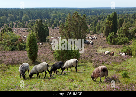 Troupeau de Heath à Totengrund allemand près de Wilsede, Luneburg Heath, Basse-Saxe, Allemagne Banque D'Images