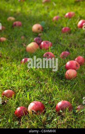 Comment Apple sous le pommier dans un verger, Kent, UK Banque D'Images