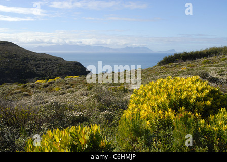 Le paysage et la végétation côtière, Cape Point, Cape of Good Hope, Table Mountain National Park, Western Cape, Afrique du Sud Banque D'Images