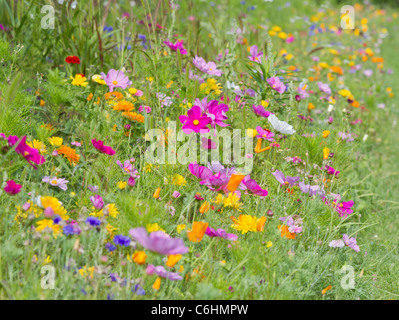 Belle prairie de fleurs dans un jardin anglais mélange de couleurs / couleur contre l'écran vert avec la mi-focus Banque D'Images