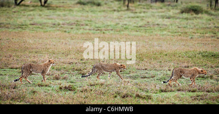 Trois jeunes guépards, Acinonyx jubatus, Serengeti, Tanzania, Africa Banque D'Images