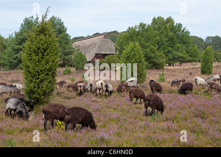 Abri et troupeau de moutons Heath allemande près de Wilsede, Luneburg Heath, Basse-Saxe, Allemagne Banque D'Images