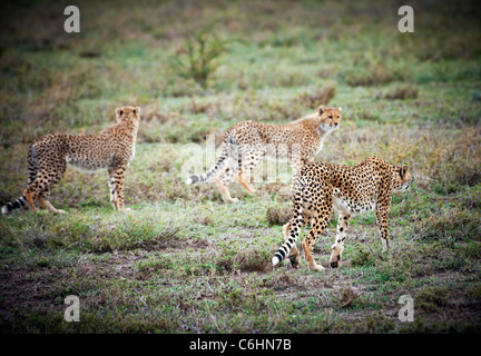 Trois jeunes guépards, Acinonyx jubatus, Serengeti, Tanzania, Africa Banque D'Images