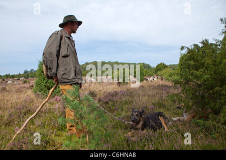 Berger avec son troupeau de l'allemand près de Heath Wilsede, Luneburg Heath, Basse-Saxe, Allemagne Banque D'Images