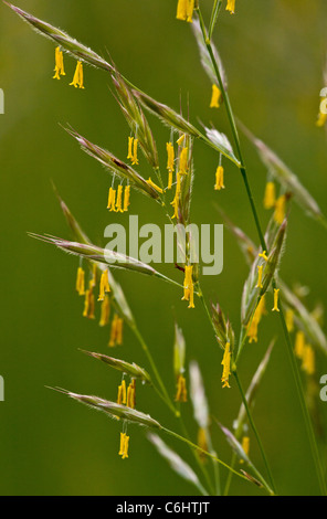 False Oat-grass, Arrhenatherum elatius en fleur, les étamines jaunes montrant ; calme le soir. Banque D'Images