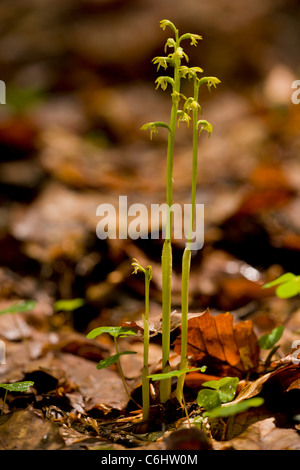 Les Orchidées, Corallorhiza trifida racine profonde dans l'ombre. La Slovénie. Banque D'Images