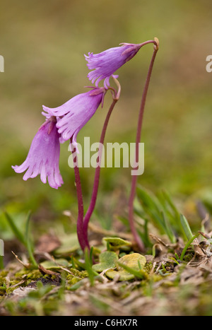 Moins Snowbell, Soldanella minima, dans le calcaire de gazon, les Alpes Juliennes, en Slovénie. Banque D'Images