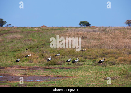 Groupe d'allaitement, la Cigogne blanche Ciconia ciconia, Serengeti, Tanzania, Africa Banque D'Images