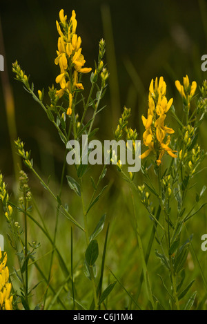 Dyer's Greenweed, Genista tinctoria en fleur. Banque D'Images