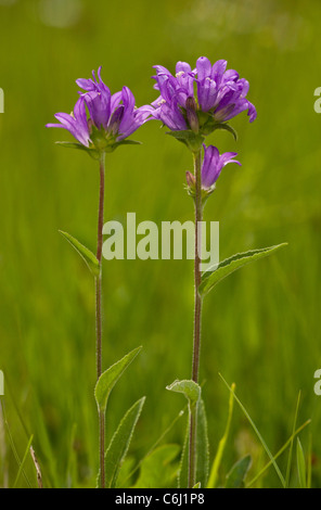 Bellflower, Campanula glomerata en cluster en fleurs, prairies calcaires. Banque D'Images