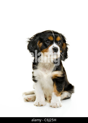 Cavalier King Charles Spaniel Banque D'Images