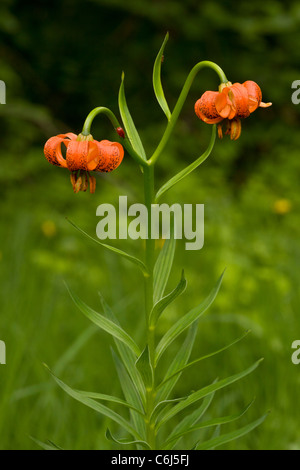 Lily, Lilium carniolicum carniques en fleurs en hay meadow, la Slovénie. Banque D'Images