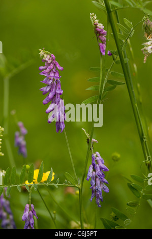 Vesce jargeau, Vicia cracca en fleur sur la route point. Banque D'Images