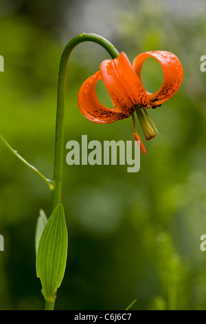 Lily, Lilium carniolicum carniques en fleurs en hay meadow, la Slovénie. Banque D'Images