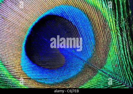 Macrophotograph d'un Peacock's feather. La composition en diagonale, peut être utilisé dans n'importe quelle orientation. Banque D'Images