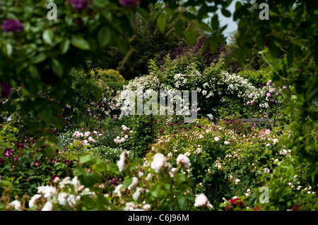 L'arbuste Jardin de roses en juin, RHS Rosemoor, Devon, Angleterre, Royaume-Uni Banque D'Images