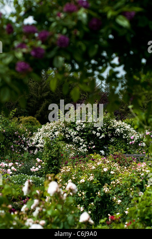 L'arbuste Jardin de roses en juin, RHS Rosemoor, Devon, Angleterre, Royaume-Uni Banque D'Images