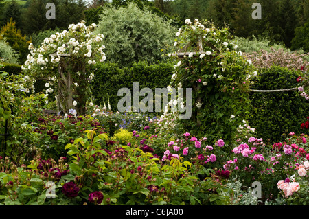 L'arbuste Jardin de roses en juin, RHS Rosemoor, Devon, Angleterre, Royaume-Uni Banque D'Images