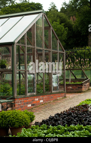 Les émissions et les laitues mélangées dans le jardin de fruits et légumes en juin, RHS Rosemoor, Devon, Angleterre, Royaume-Uni Banque D'Images