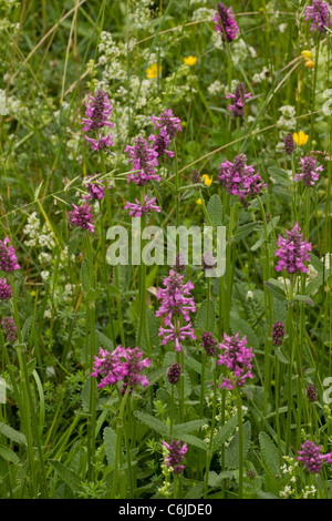 Betony, Betonica officinalis  = Stachys, en fleurs en prairie. Banque D'Images