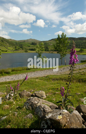 Watendlath Tarn, Parc National de Lake District, Cumbria, Angleterre. Banque D'Images