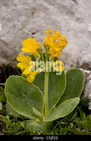 Auricula, ou l'oreille d'Ours, Primula auricula sur du calcaire, les Alpes Juliennes, en Slovénie. Banque D'Images