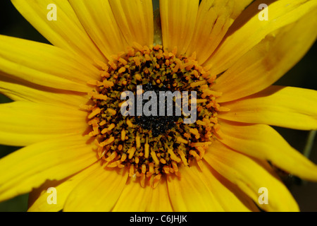 Close-up of yellow daisy Banque D'Images