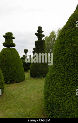 Clipsham, Yew Tree Avenue, une collection unique de 150 coupé des ifs, la plupart de plus de 200 ans. Clipsham, Rutland, Angleterre. Banque D'Images