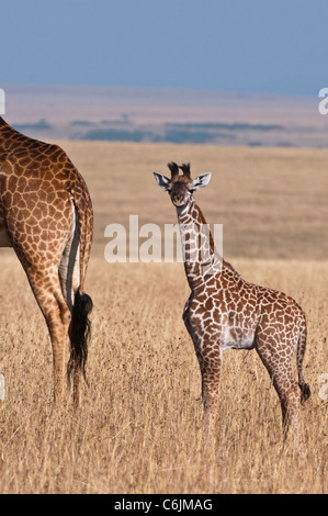 Un Masaï Girafe (Giraffa camelopardalis) tippelskirchii et son petit veau survey les prairies ouvertes Banque D'Images