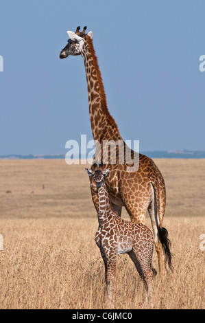 Un Masaï Girafe (Giraffa camelopardalis) tippelskirchii et son petit veau survey les prairies ouvertes Banque D'Images