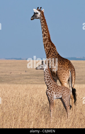 Un Masaï Girafe (Giraffa camelopardalis) tippelskirchii et son petit veau survey les prairies ouvertes Banque D'Images