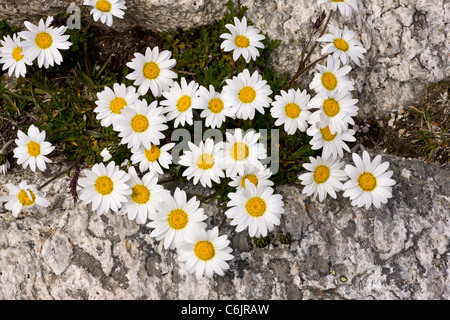 Lune alpin Daisy, Leucanthemopsis alpina à haute altitude dans les Alpes suisses. Banque D'Images