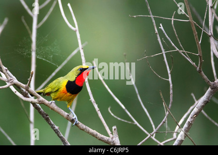Bush magnifique migratrice perchée sur une branche sèche avec une toile d'araignée dans l'arrière-plan Banque D'Images
