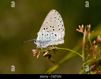 Grand Bleu, Maculinea Arion, forme alpine à 2000m dans l'Est des Alpes suisses. Banque D'Images