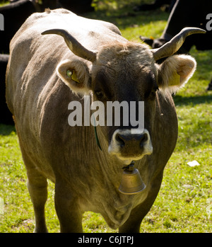 Alpin chaleureux avec vache cow-Bell et les marques d'oreille ; la vallée de l'Engadine, Suisse. Banque D'Images