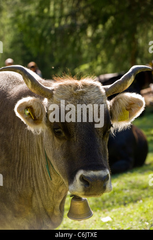 Alpin chaleureux avec vache cow-Bell et les marques d'oreille ; la vallée de l'Engadine, Suisse. Banque D'Images