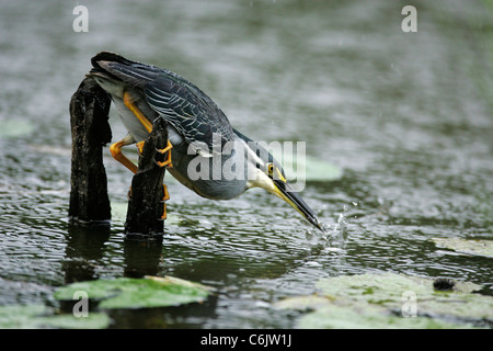 Héron vert perché sur une souche se penchant en avant comme il attrape un insecte dans l'eau Banque D'Images