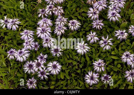 Globularia Globularia cordifolia, nattés en fleur, Alpes Suisses. Banque D'Images