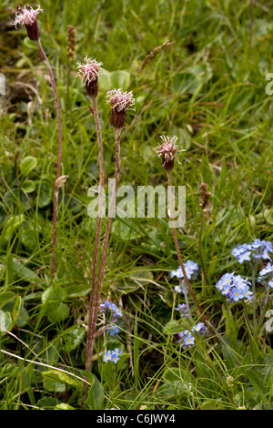 Colt's violet-pied alpin ou de tussilage, Homogyne alpina en fleur, alpes. Banque D'Images