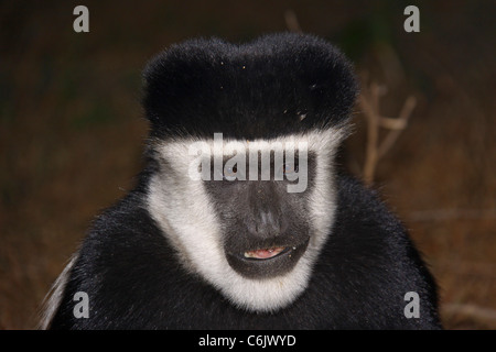 Portrait d'un singe colobus noir et blanc (guereza) Banque D'Images