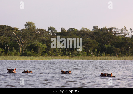 Quatre Hippopotames (Hippopotamus amphibius) immergé dans l'eau avec seulement les yeux et les oreilles visibles. Banque D'Images