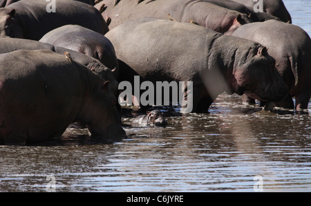 Hippo grand pod y compris tout petit bébé se rassemblent dans les bas-fonds d'un trou d'eau Banque D'Images