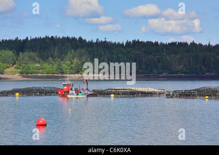 Ferme du saumon de l'Atlantique Nord, Welshpool, île Campobello, au Nouveau-Brunswick, Canada Banque D'Images