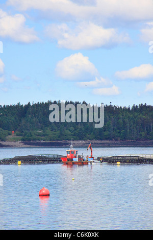 Ferme du saumon de l'Atlantique Nord, Welshpool, île Campobello, au Nouveau-Brunswick, Canada Banque D'Images