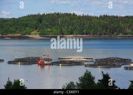 Ferme du saumon de l'Atlantique Nord, Welshpool, île Campobello, au Nouveau-Brunswick, Canada Banque D'Images