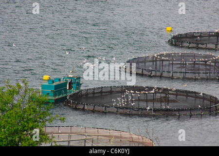 Ferme du saumon de l'Atlantique Nord, Welshpool, île Campobello, au Nouveau-Brunswick, Canada Banque D'Images