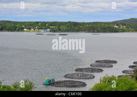 Ferme du saumon de l'Atlantique Nord, Welshpool, île Campobello, au Nouveau-Brunswick, Canada Banque D'Images