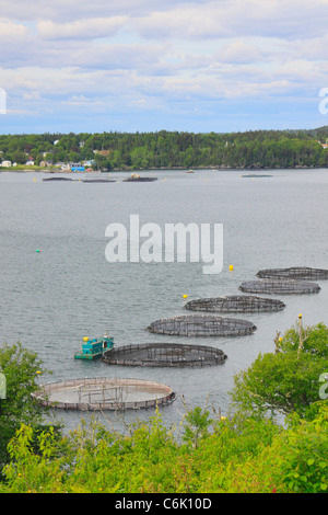 Ferme du saumon de l'Atlantique Nord, Welshpool, île Campobello, au Nouveau-Brunswick, Canada Banque D'Images