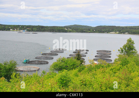 Ferme du saumon de l'Atlantique Nord, Welshpool, île Campobello, au Nouveau-Brunswick, Canada Banque D'Images